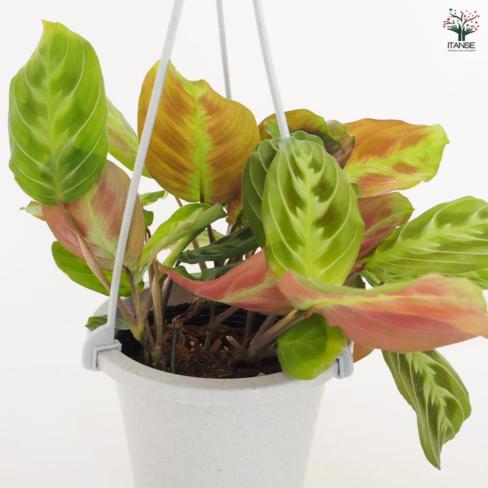 マランタ キャットマスターシュ 【観葉植物 4号／1個売り】