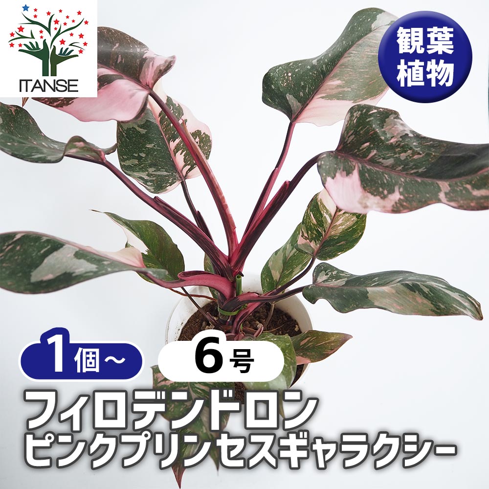 フィロデンドロン ピンクプリンセスギャラクシー 【観葉植物 6号／1個