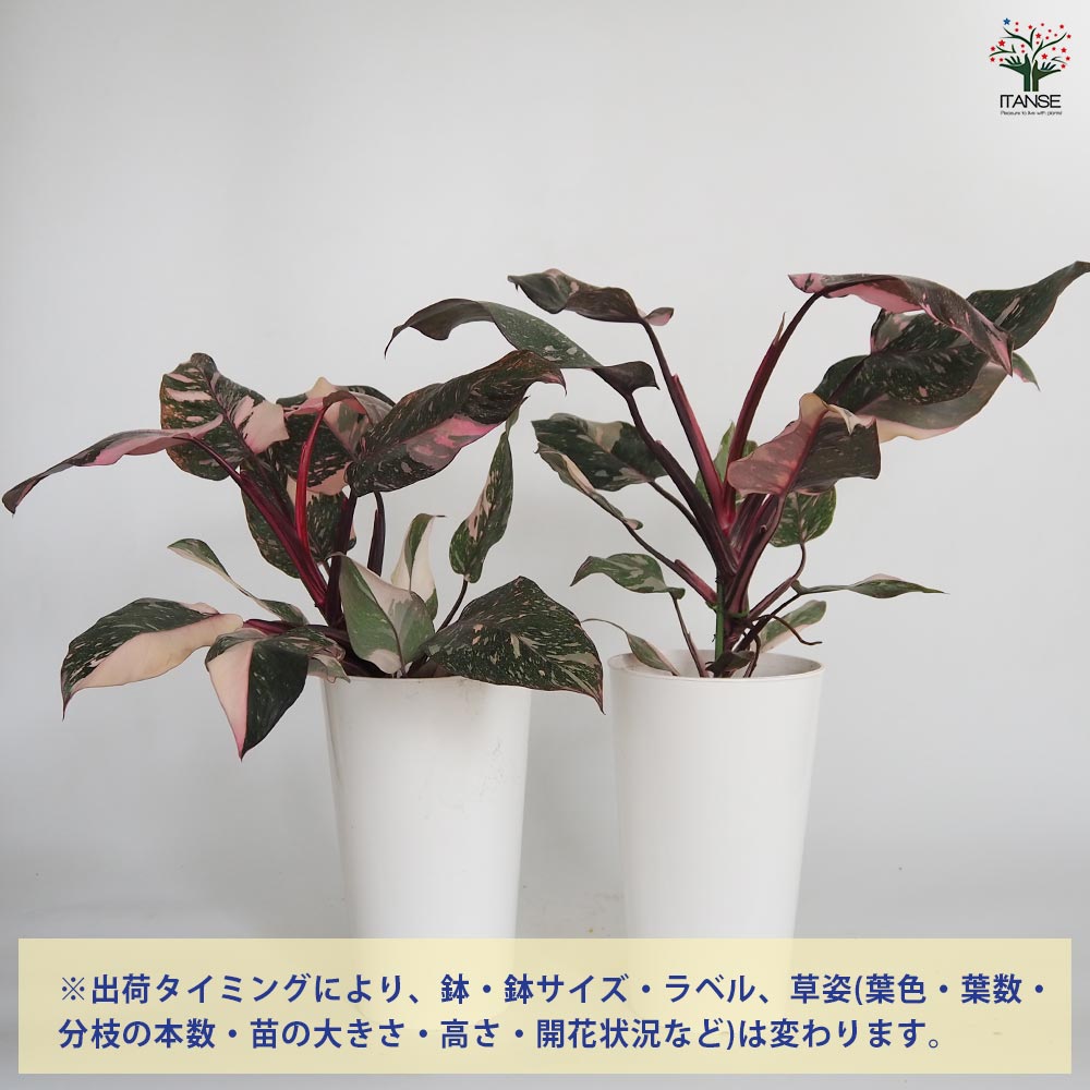 フィロデンドロン ピンクプリンセスギャラクシー 【観葉植物 6号／1個