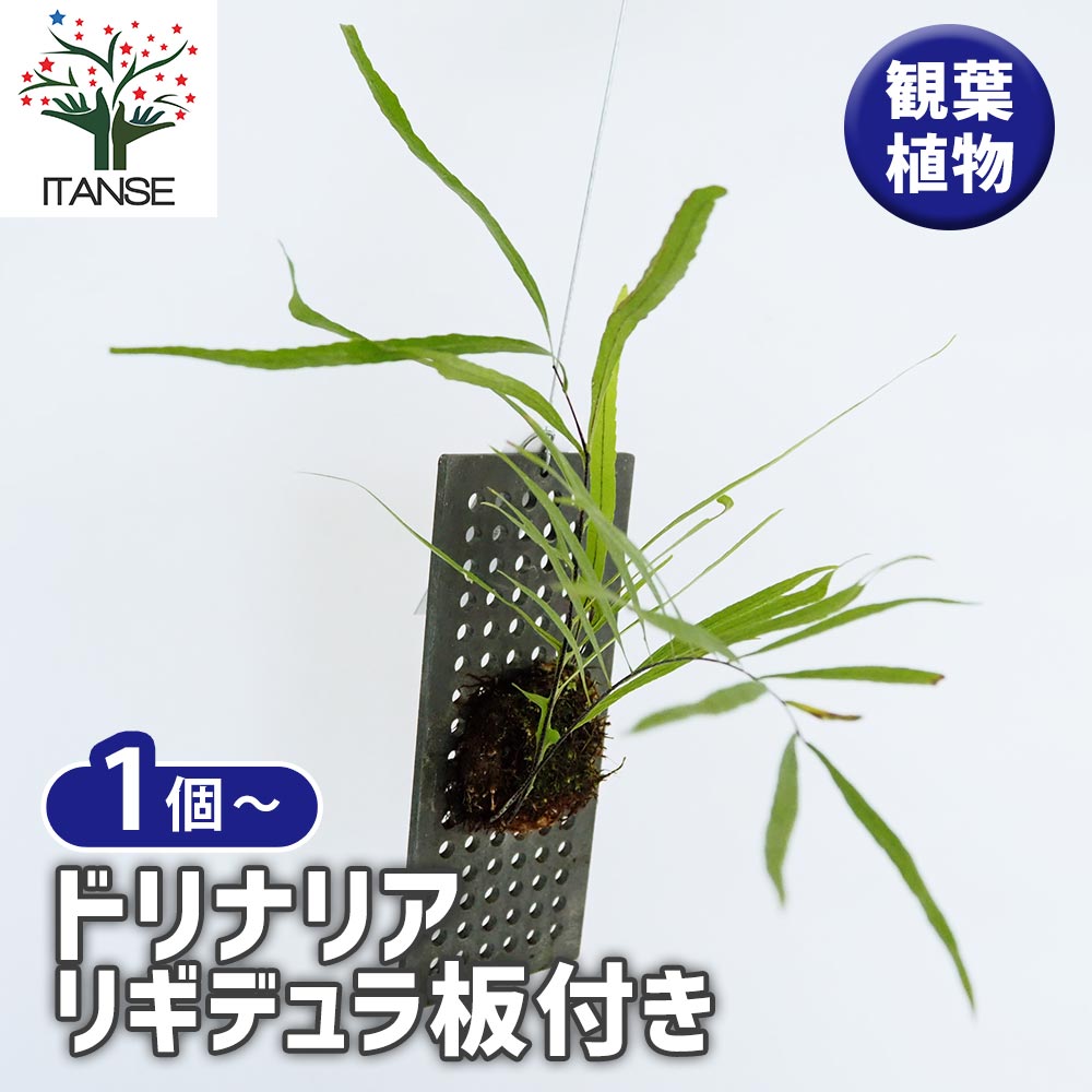 ドリナリア　リギデュラ ドリナリア リギデュラ【402】 | PROTOLEAF プロトリーフ