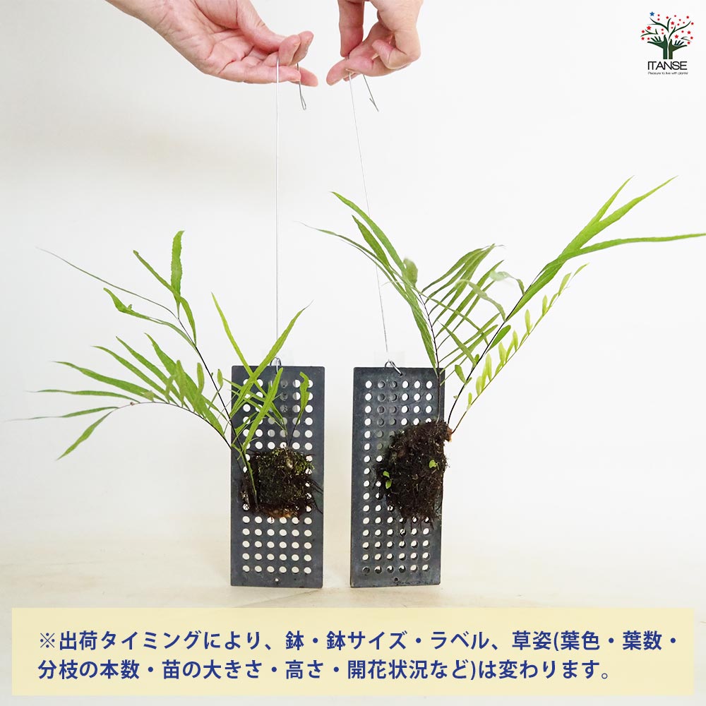 ドリナリア リギデュラ板付き 【観葉植物／1個売り】｜ 【植物の