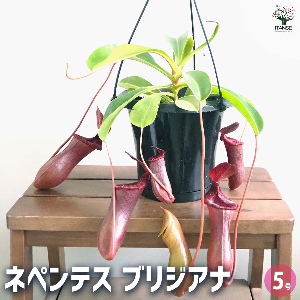 ネペンテス ブリジアナ5.0号 食虫植物 ネペンテス ブリジアナ 【観葉植物 5号／1個売り】｜ 【植物