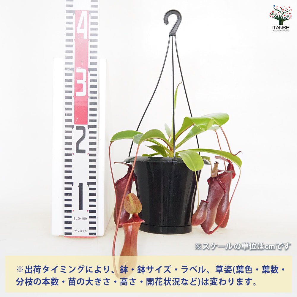 食虫植物 ネペンテス ブリジアナ 【観葉植物 5号／1個売り】