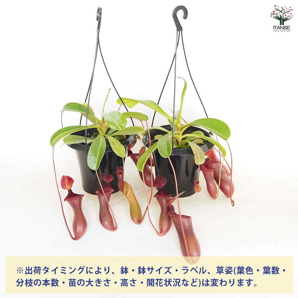 食虫植物 ネペンテス ブリジアナ 【観葉植物 5号／1個売り】