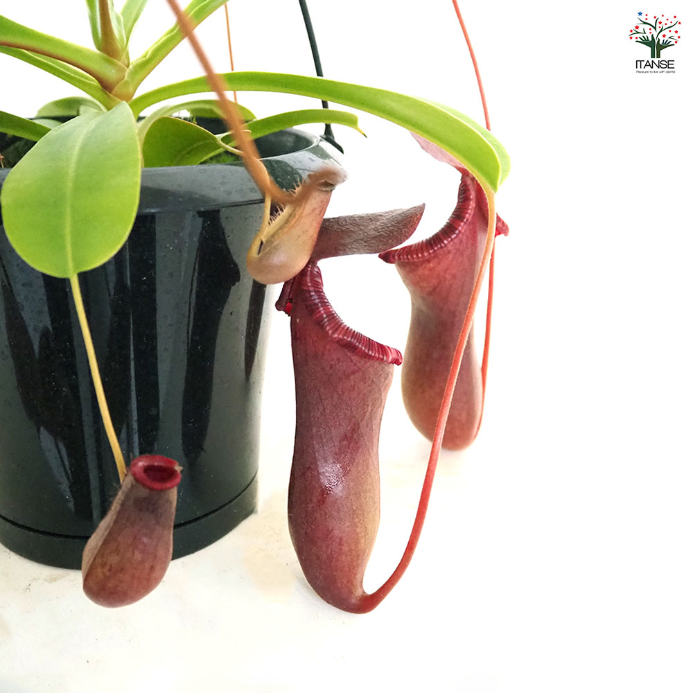 食虫植物 ネペンテス ブリジアナ 【観葉植物 5号／1個売り】