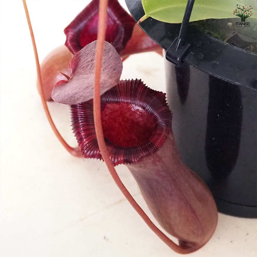 食虫植物 ネペンテス ブリジアナ 【観葉植物 5号／1個売り】｜ 【植物