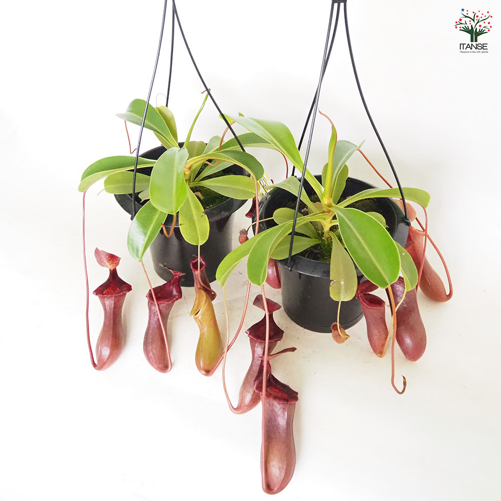 食虫植物 ネペンテス ブリジアナ 【観葉植物 5号／1個売り】