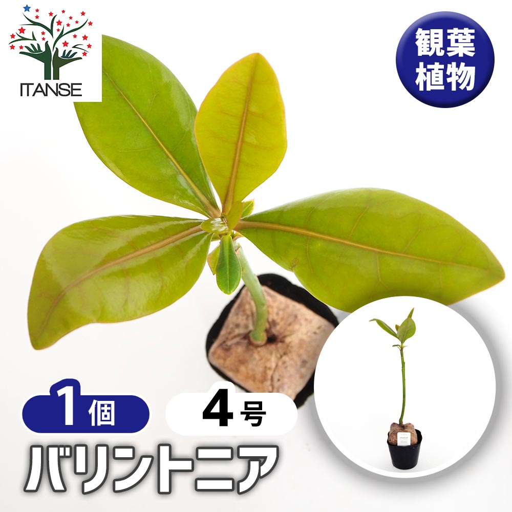 バリントニア 【観葉植物 4号／1個売り】｜ 【植物のITANSE
