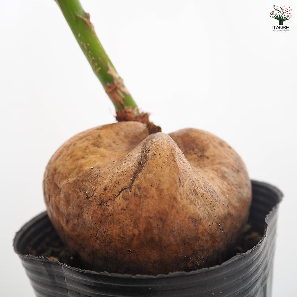 3鉢 八重山諸島の希少植物 ゴバンノアシ バリントニア  4寸 希少植物“バーリングトニア”鉢植え』ゴバンノアシ バリントニア