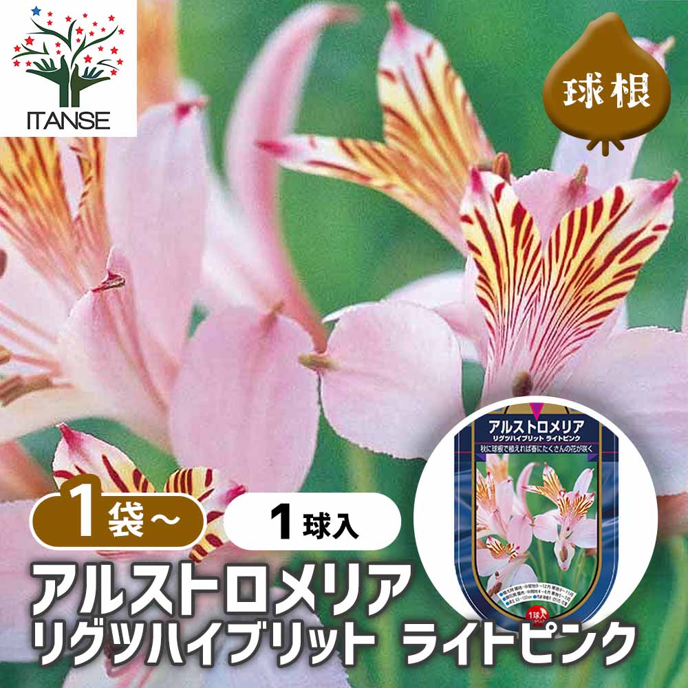 アルストロメリア リグツハイブリット ライトピンク 【花球根 1球