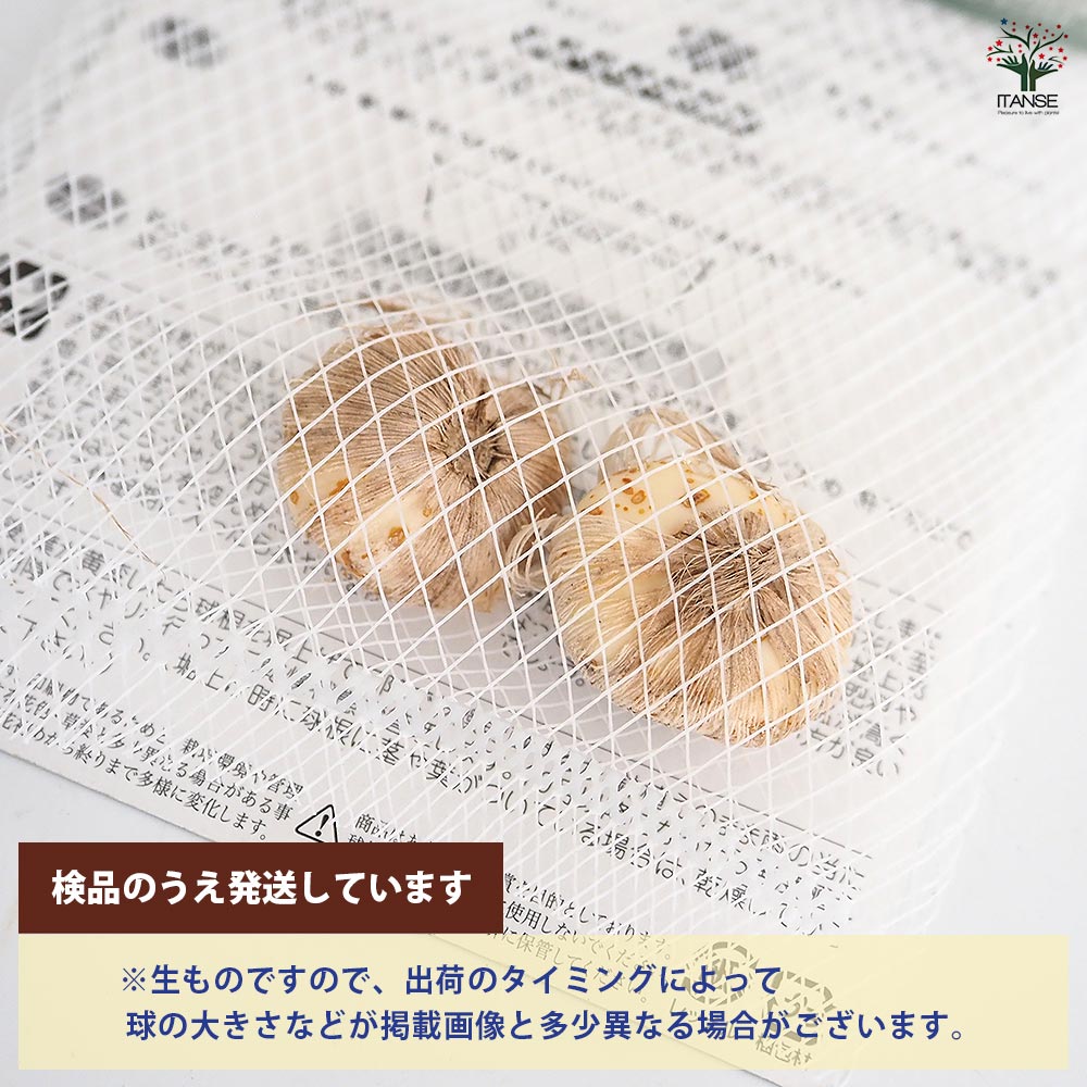 【特大球6球、1球に2芽以上付き】テコフィレア　シアノクロッカス 楽天市場】【送料無料】 球根 テコフィレア シアノクロッカス