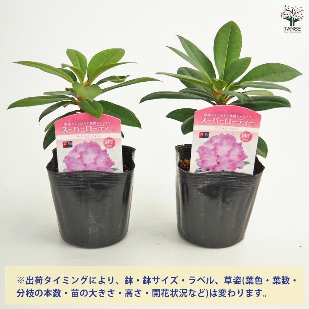 シナリー　C3など　サクラン様 シナリー C3など サクラン様