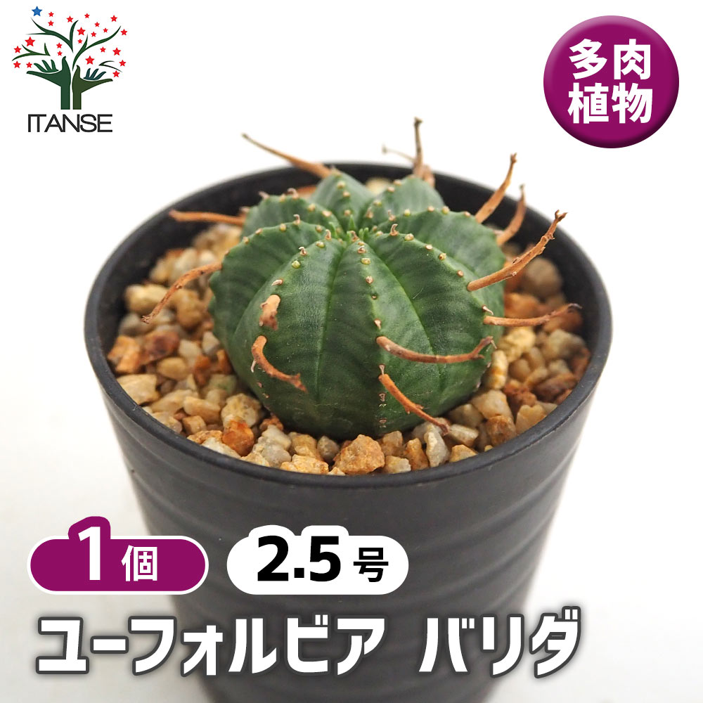 ユーフォルビア バリダ 【多肉植物 2.5号／1個売り】｜ 【植物の