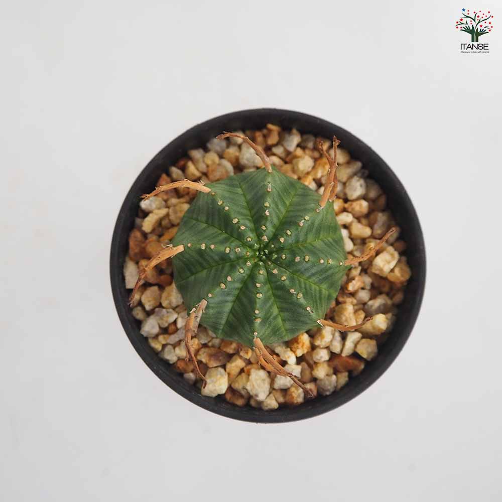 ユーフォルビア バリダ 【多肉植物 2.5号／1個売り】｜ 【植物の