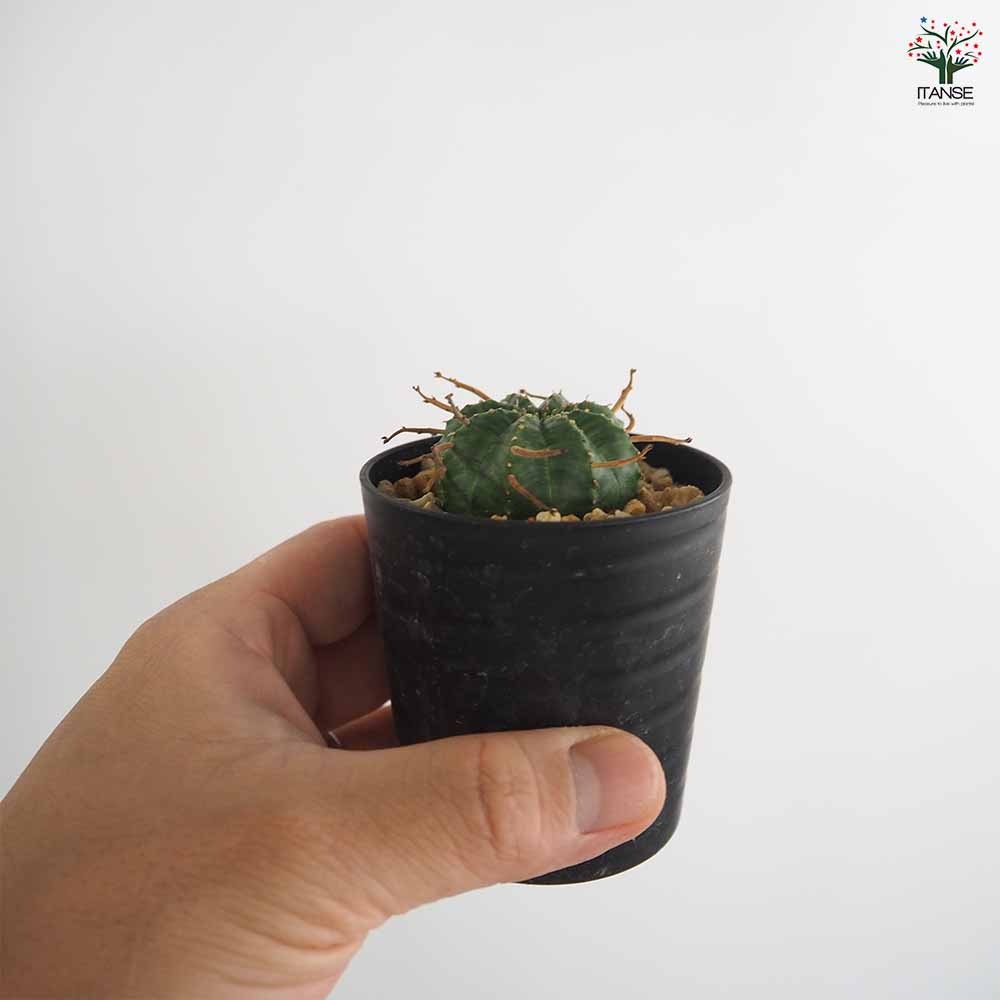ユーフォルビア バリダ 【多肉植物 2.5号／1個売り】｜ 【植物の