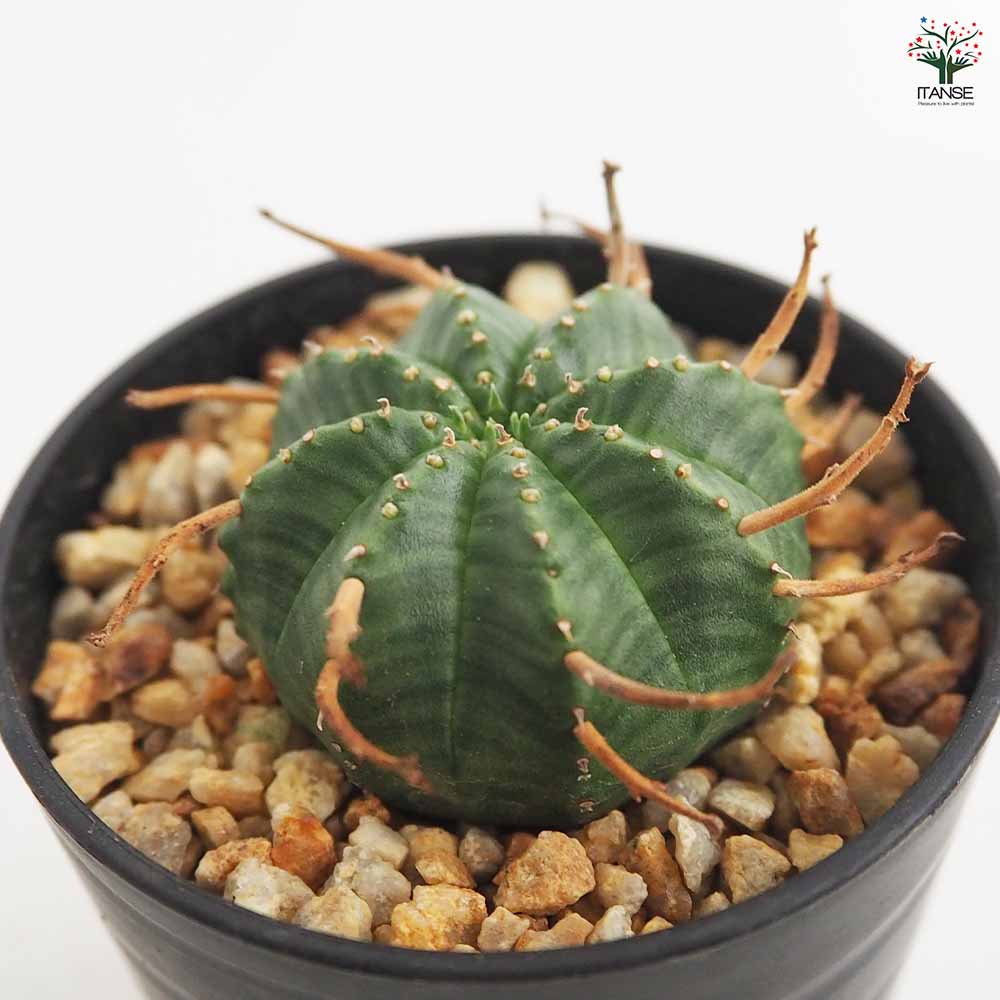 ユーフォルビア バリダ 【多肉植物 2.5号／1個売り】｜ 【植物の