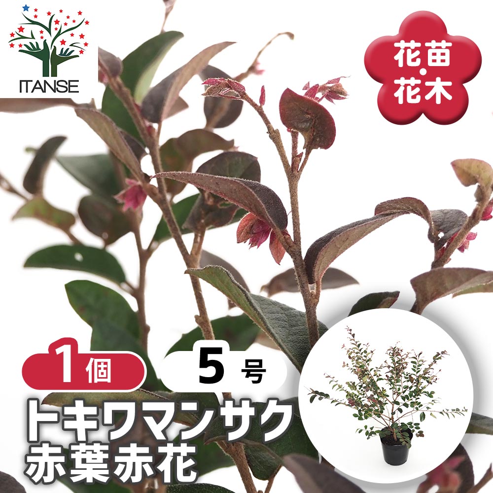トキワマンサク赤5本白3本 トキワマンサク 赤葉赤花 【花木苗 5号／1個売り】｜ 【植物の