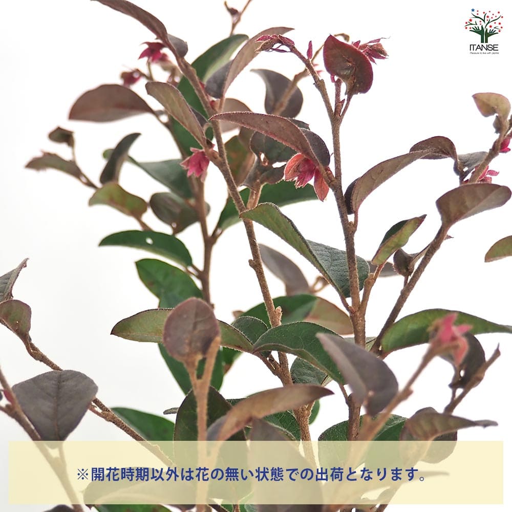 トキワマンサク 赤葉赤花 【花木苗 5号／1個売り】｜ 【植物の