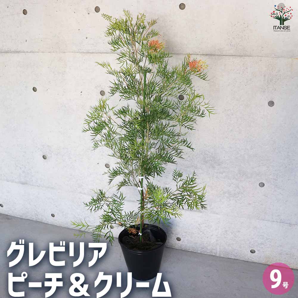 グレビレア ピーチ＆クリーム黒ポット 【花木苗 9号／1個売り 