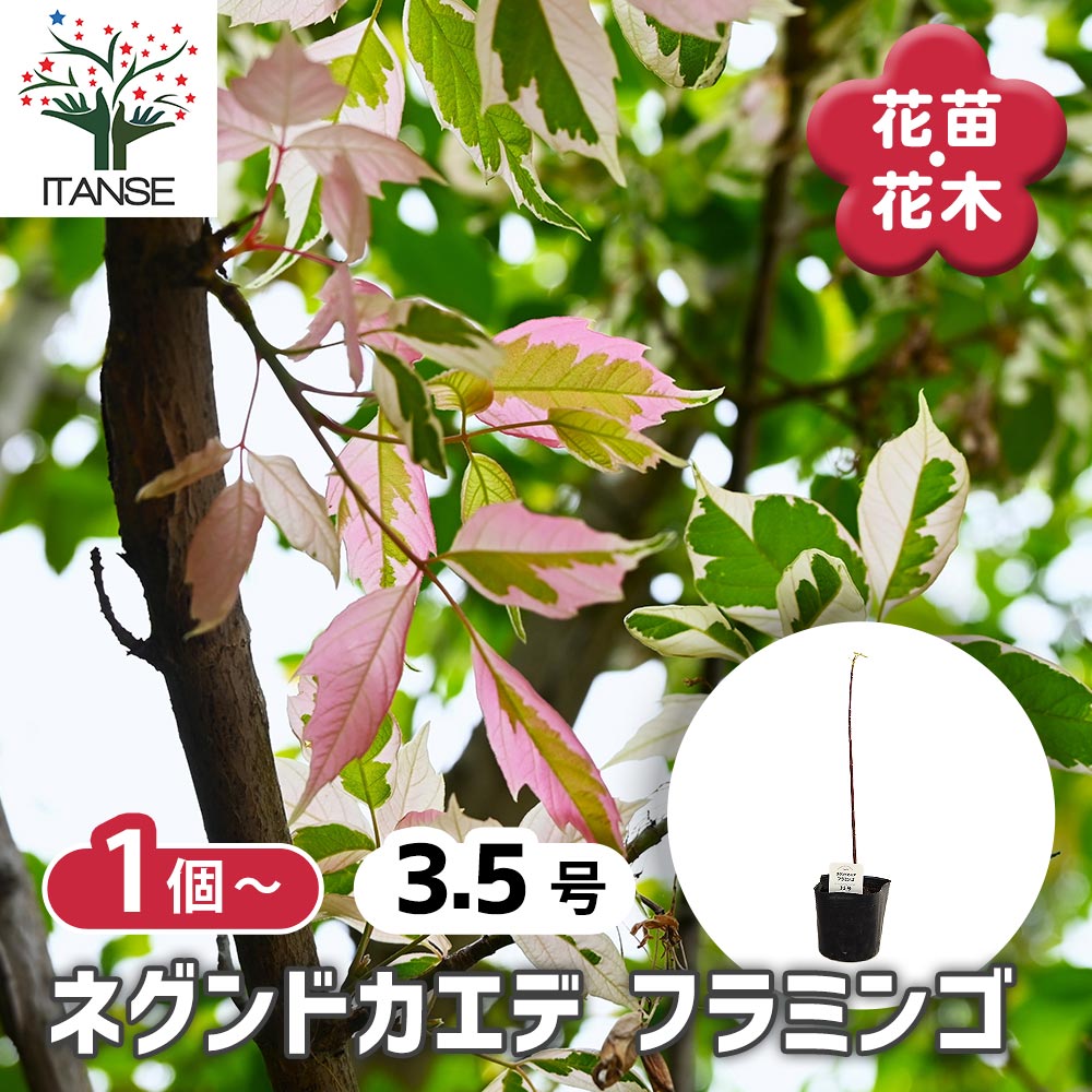ネグンドカエデ フラミンゴ 【庭木 3.5号】｜ 【植物のITANSE