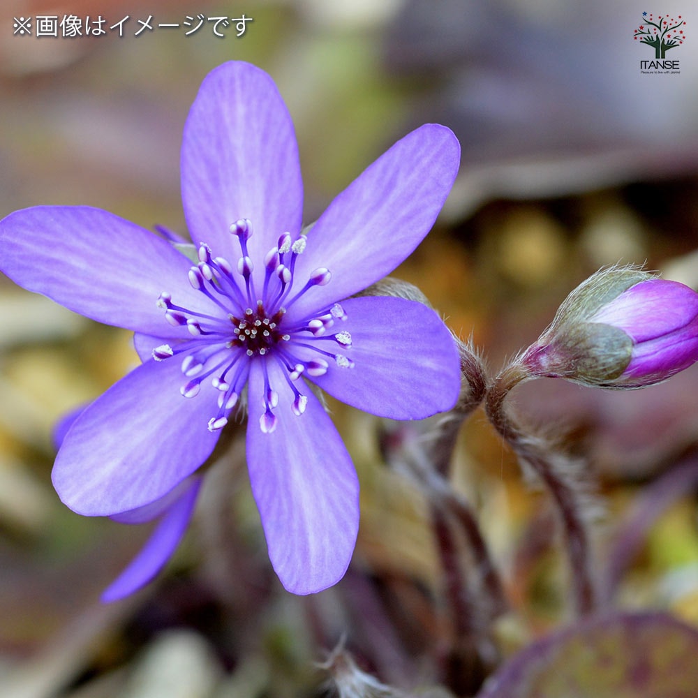 雪割草 【花苗 2.5～3.5号】｜ 【植物のITANSE】全品送料無料