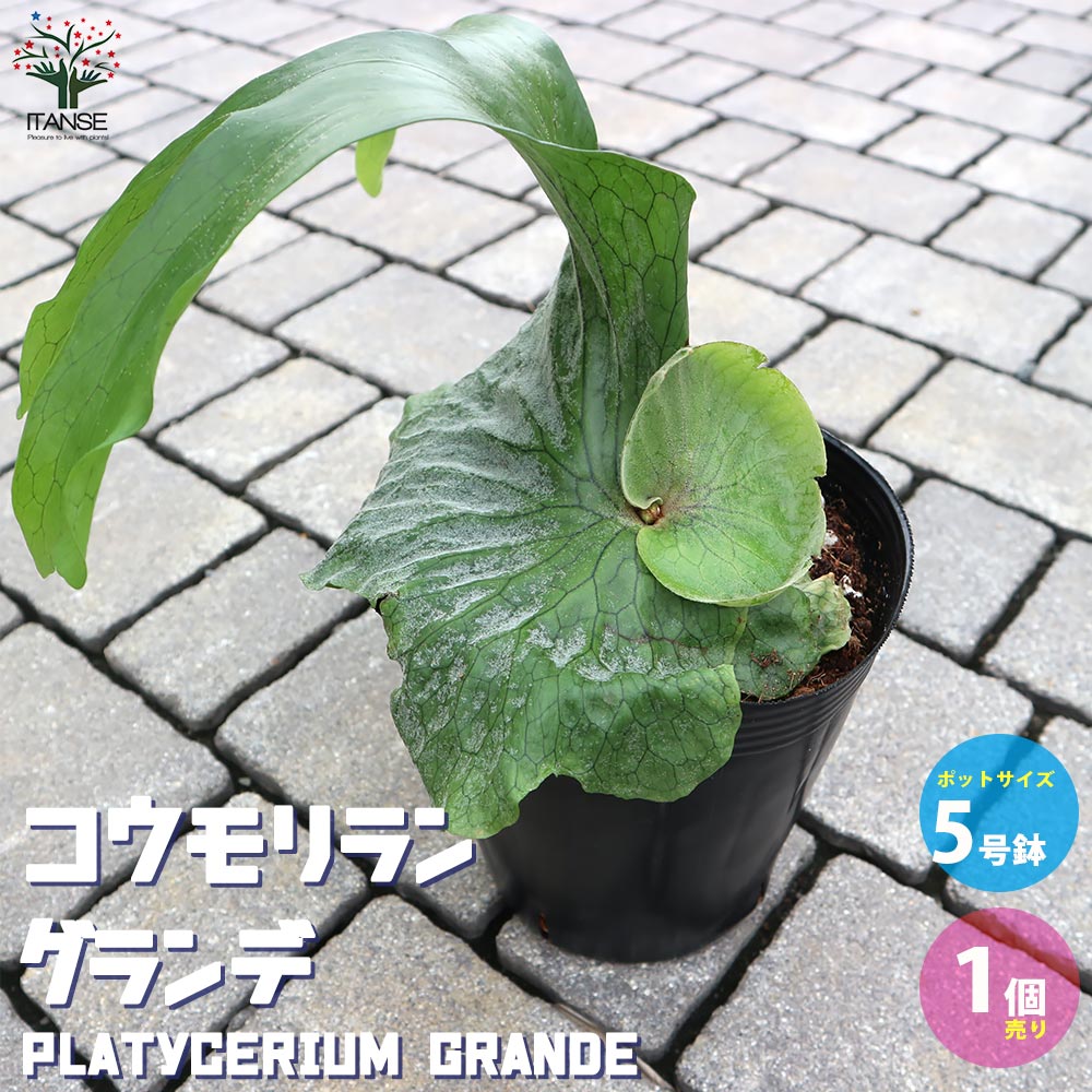 コウモリラン・グランデ【観葉植物 5号ポット／1個売り】