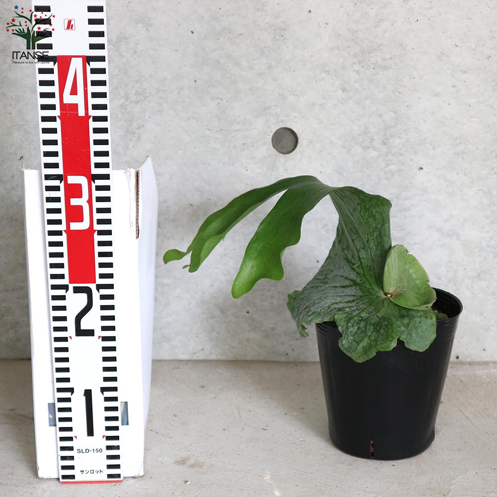 コウモリラン・グランデ【観葉植物 5号ポット／1個売り】