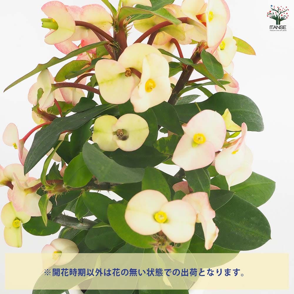 ハナキリン　シャインキッス　多肉植物　花麒麟 ハナキリン シャインキッス赤系 【多肉植物 4号／1個売り】｜ 【植物の