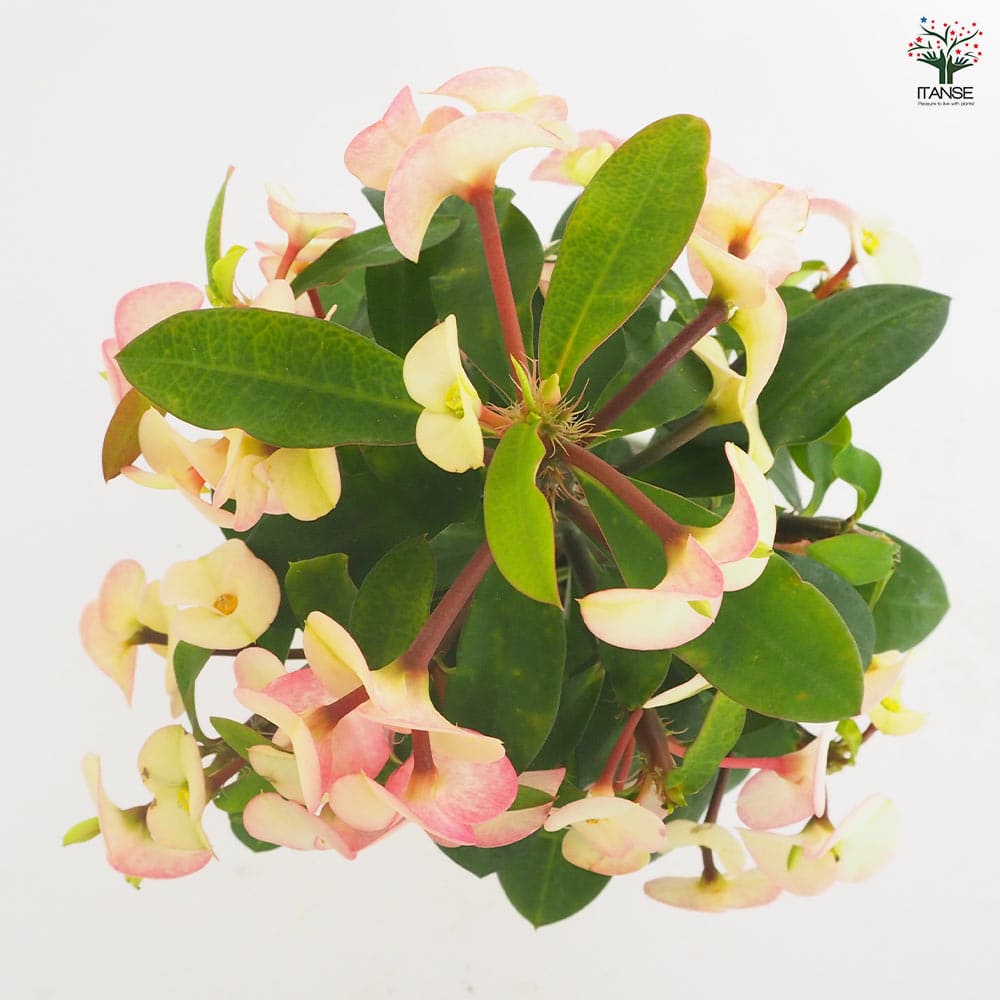 ハナキリン シャインキッス白系 【多肉植物 4号／1個売り】｜ 【植物の