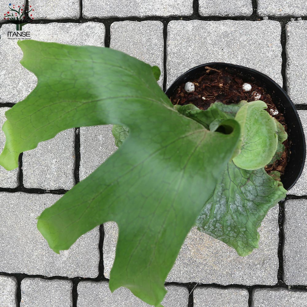 コウモリラン・グランデ【観葉植物 5号ポット／1個売り】