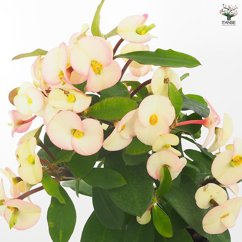 ハナキリン シャインキッス白系 【多肉植物 4号／1個売り】｜ 【植物の 