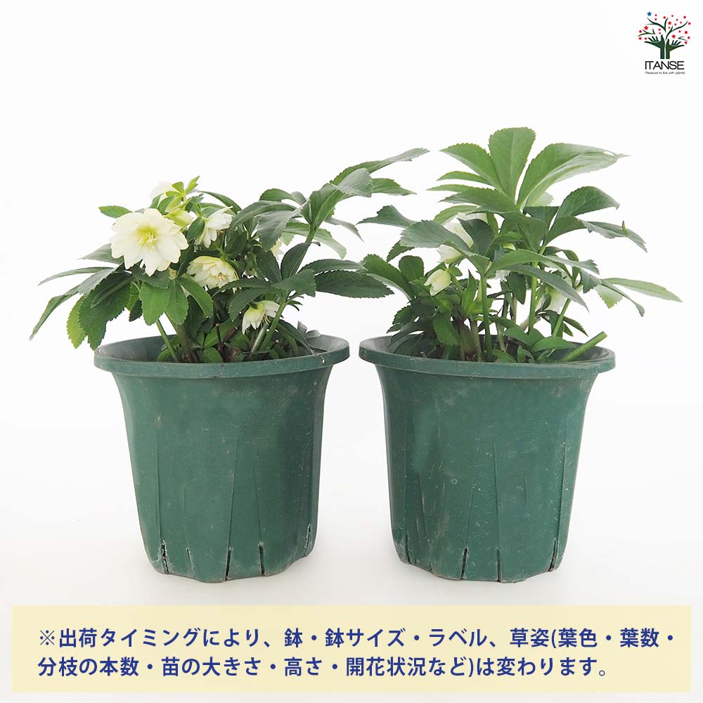 クリスマスローズ プチドール沙羅 【花苗 5号／1個売り】｜ 【植物の