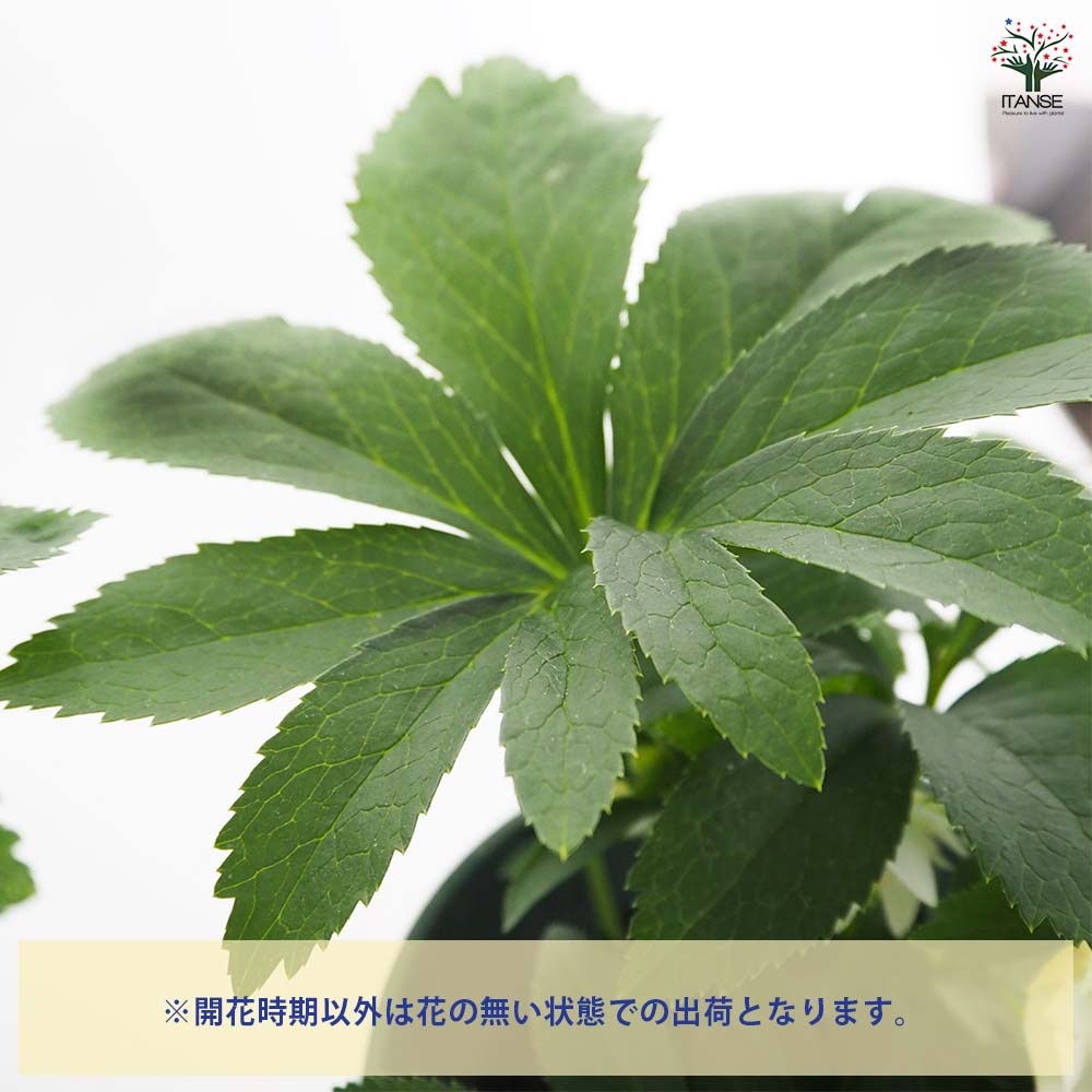 クリスマスローズ プチドール沙羅 【花苗 5号／1個売り】｜ 【植物の