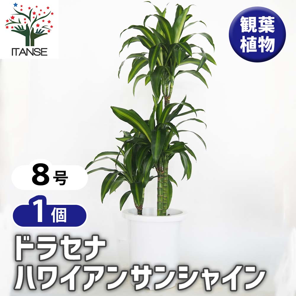 ドラセナ ハワイアンサンシャイン 【観葉植物 8号／1個売り】｜ 【植物