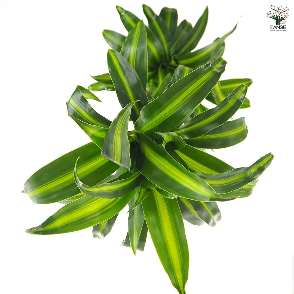 ドラセナ ハワイアンサンシャイン 【観葉植物 8号／1個売り】｜ 【植物