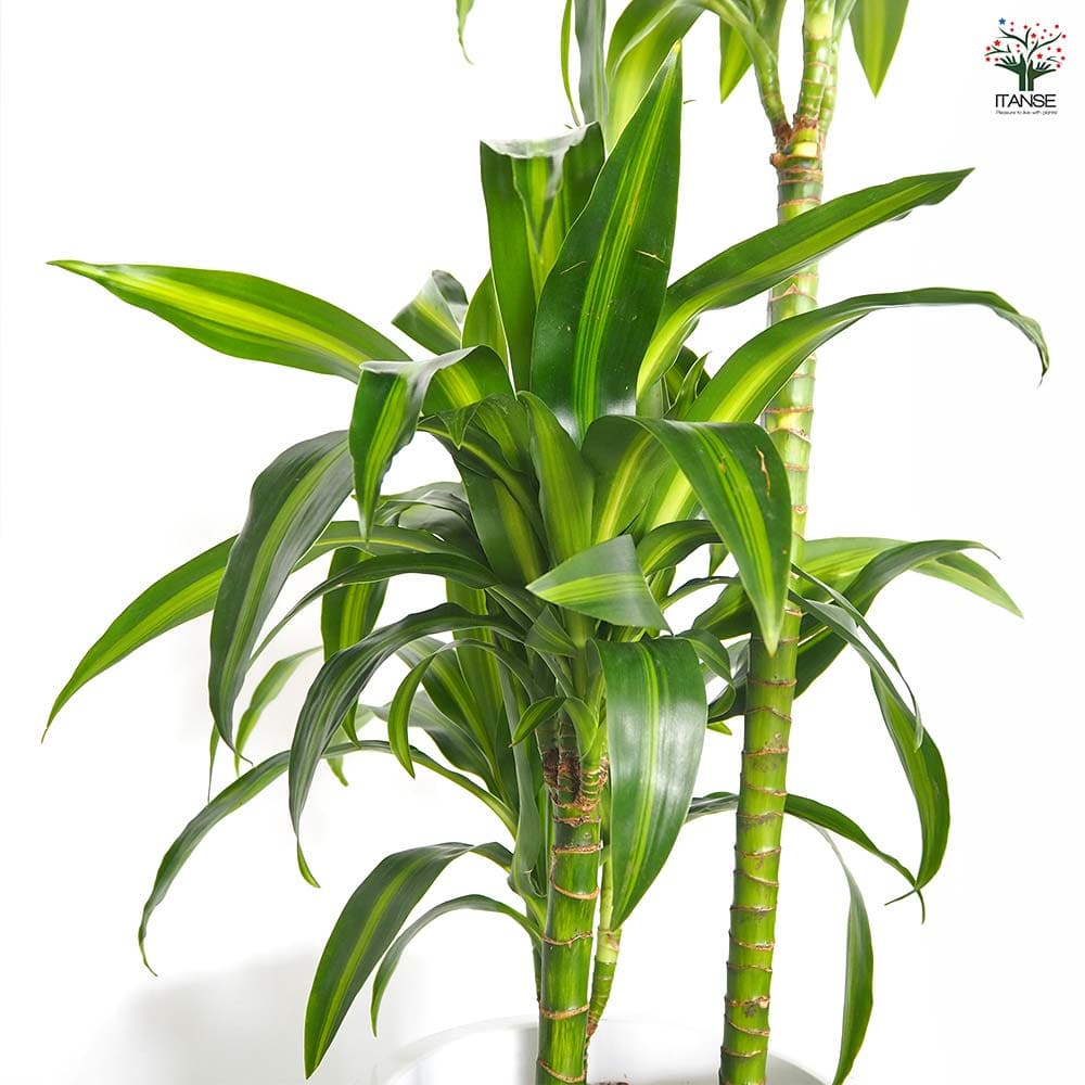 ドラセナ ハワイアンサンシャイン 【観葉植物 8号／1個売り】｜ 【植物