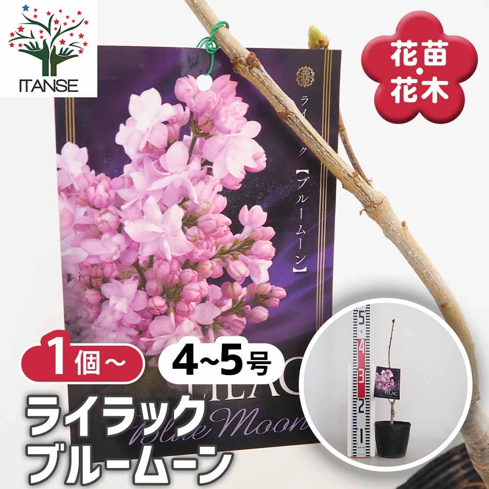 ライラック ブルームーン 【花木苗 4号】｜ 【植物のITANSE