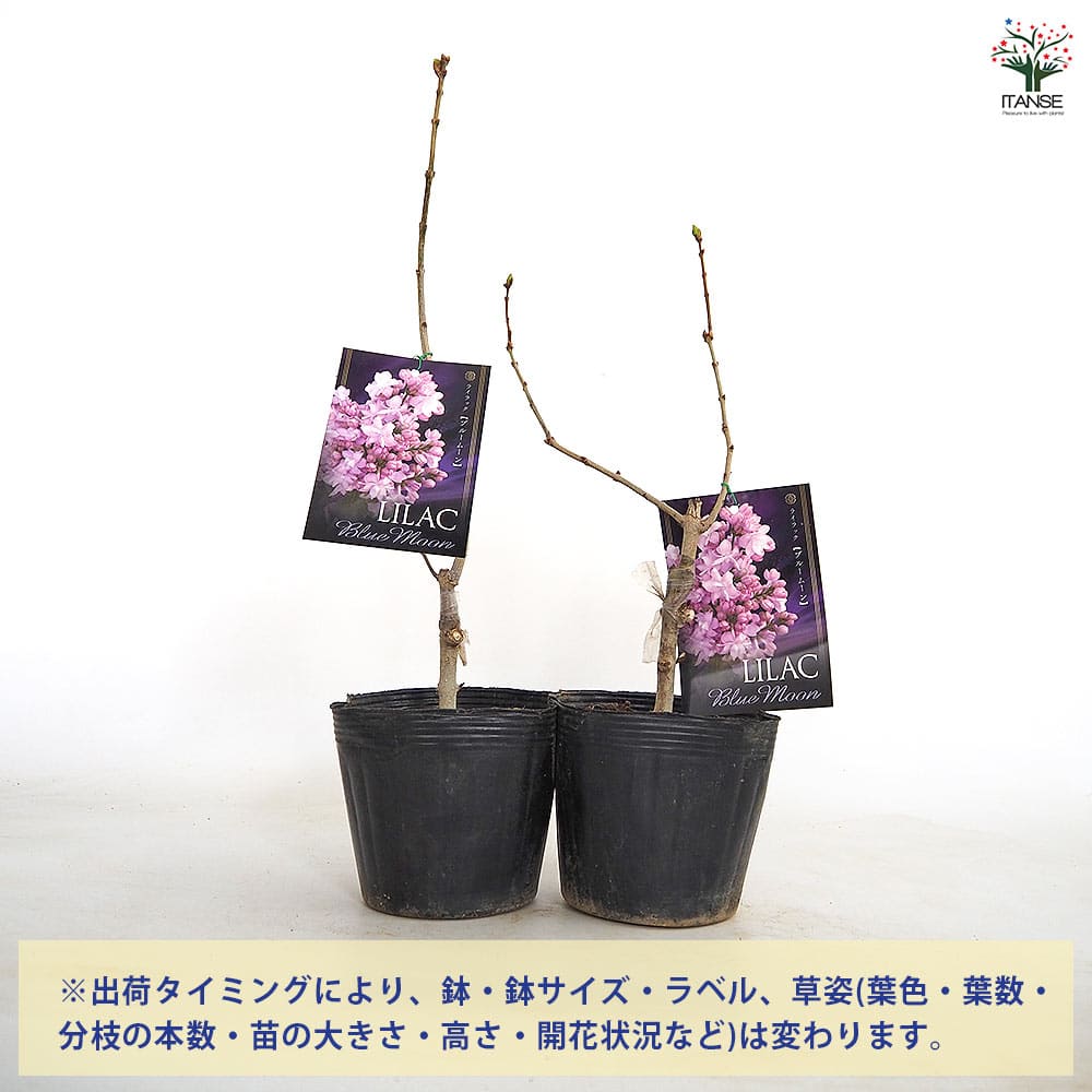ライラック ブルームーン 【花木苗 4号】｜ 【植物のITANSE