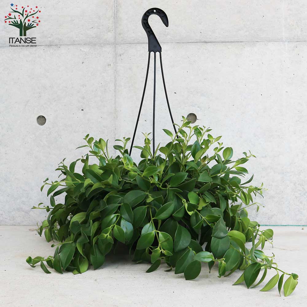 エスキナンサス・モナリザ【観葉植物 吊り鉢7号／1個売り】｜ 【植物の