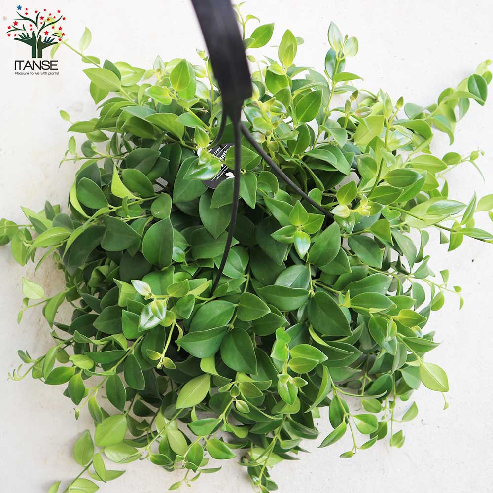 エスキナンサス・モナリザ【観葉植物 吊り鉢7号／1個売り】｜ 【植物の