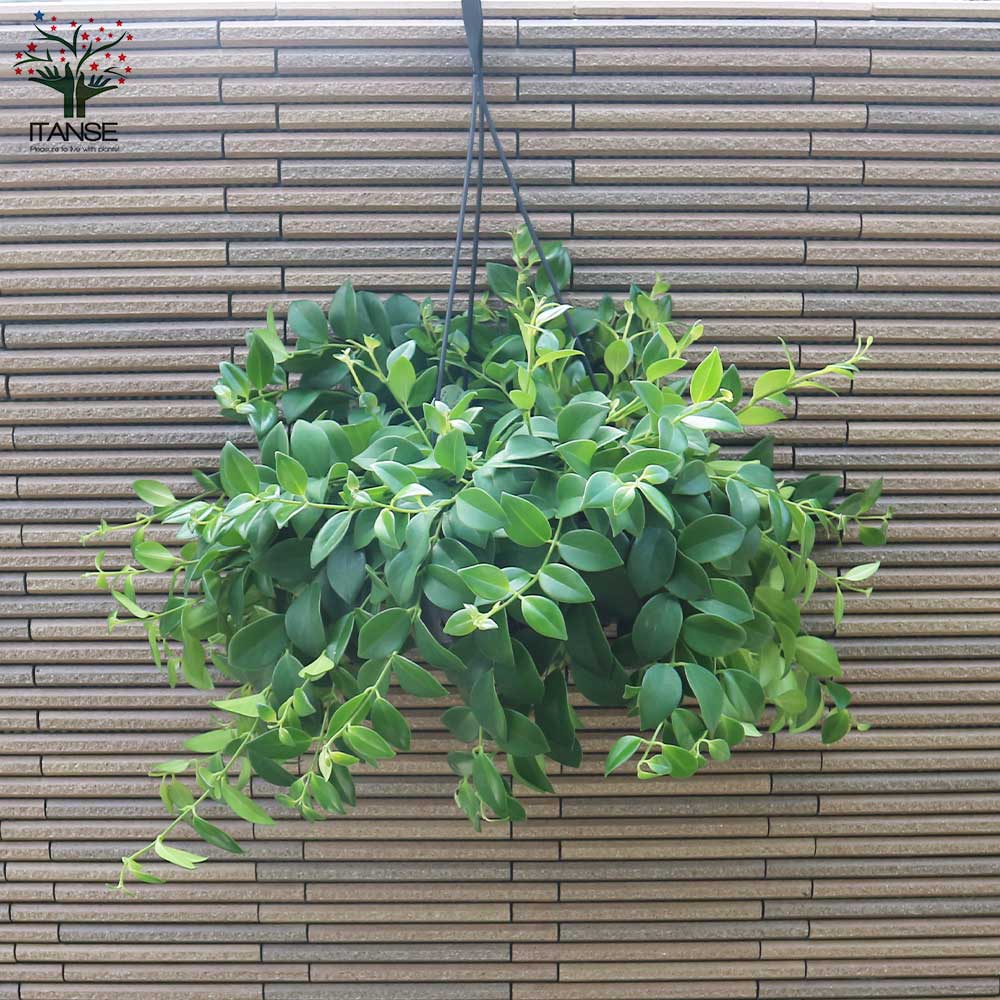 エスキナンサス・モナリザ【観葉植物 吊り鉢7号／1個売り】｜ 【植物の