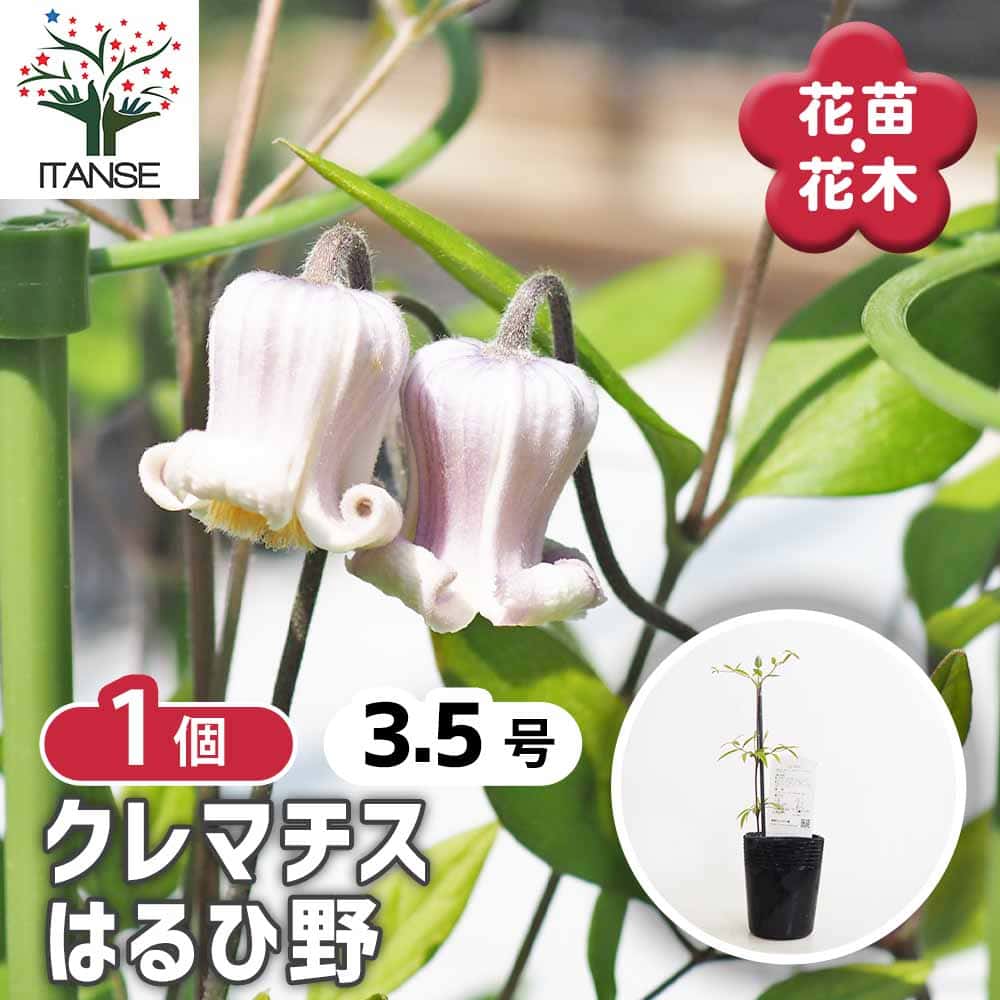 クレマチス はるひ野 【花苗 3.5号／1個売り】｜ 【植物のITANSE
