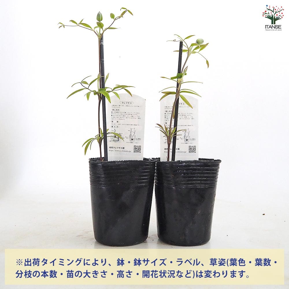 クレマチス はるひ野 【花苗 3.5号／1個売り】｜ 【植物のITANSE