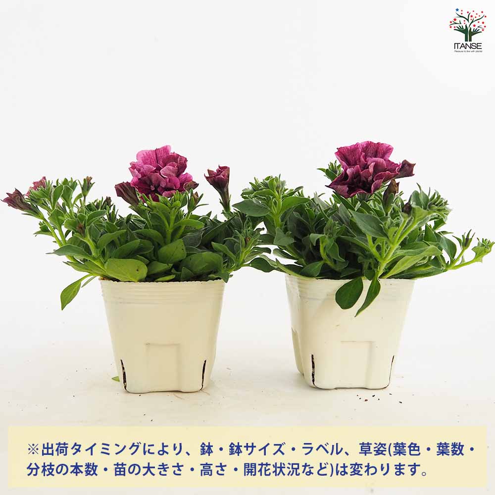ペチュニア ジュリエット モダンワイン 【花苗 3.5号】｜ 【植物の