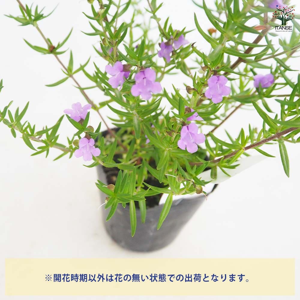 ミントブッシュ 細葉 【花木苗 3号】｜ 【植物のITANSE】全品 
