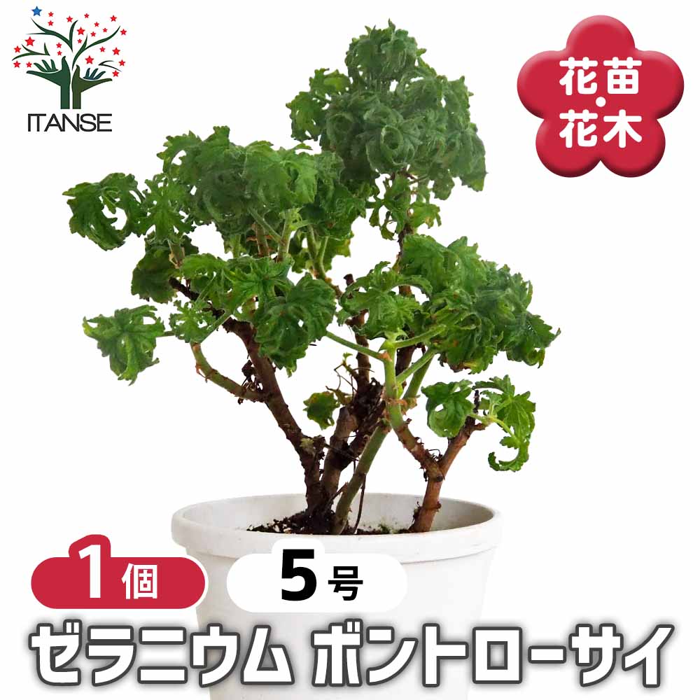 ゼラニウム ボントローサイ 【花苗 5号／1個売り】｜ 【植物の