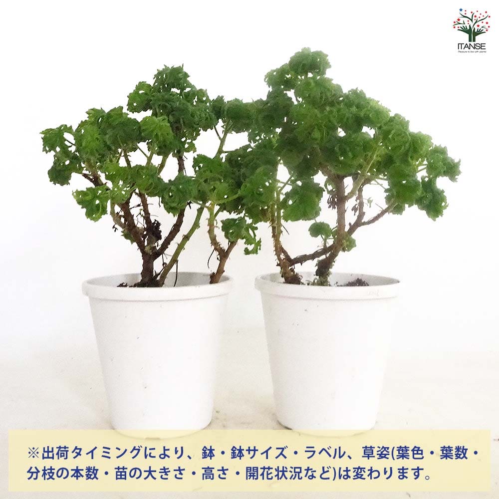 ゼラニウム ボントローサイ 【花苗 5号／1個売り】｜ 【植物の