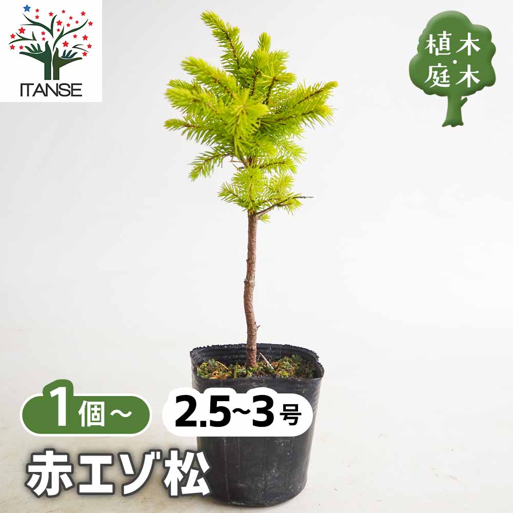 エゾ松 赤エゾ松 【庭木 2.5号】｜ 【植物のITANSE】全品送料
