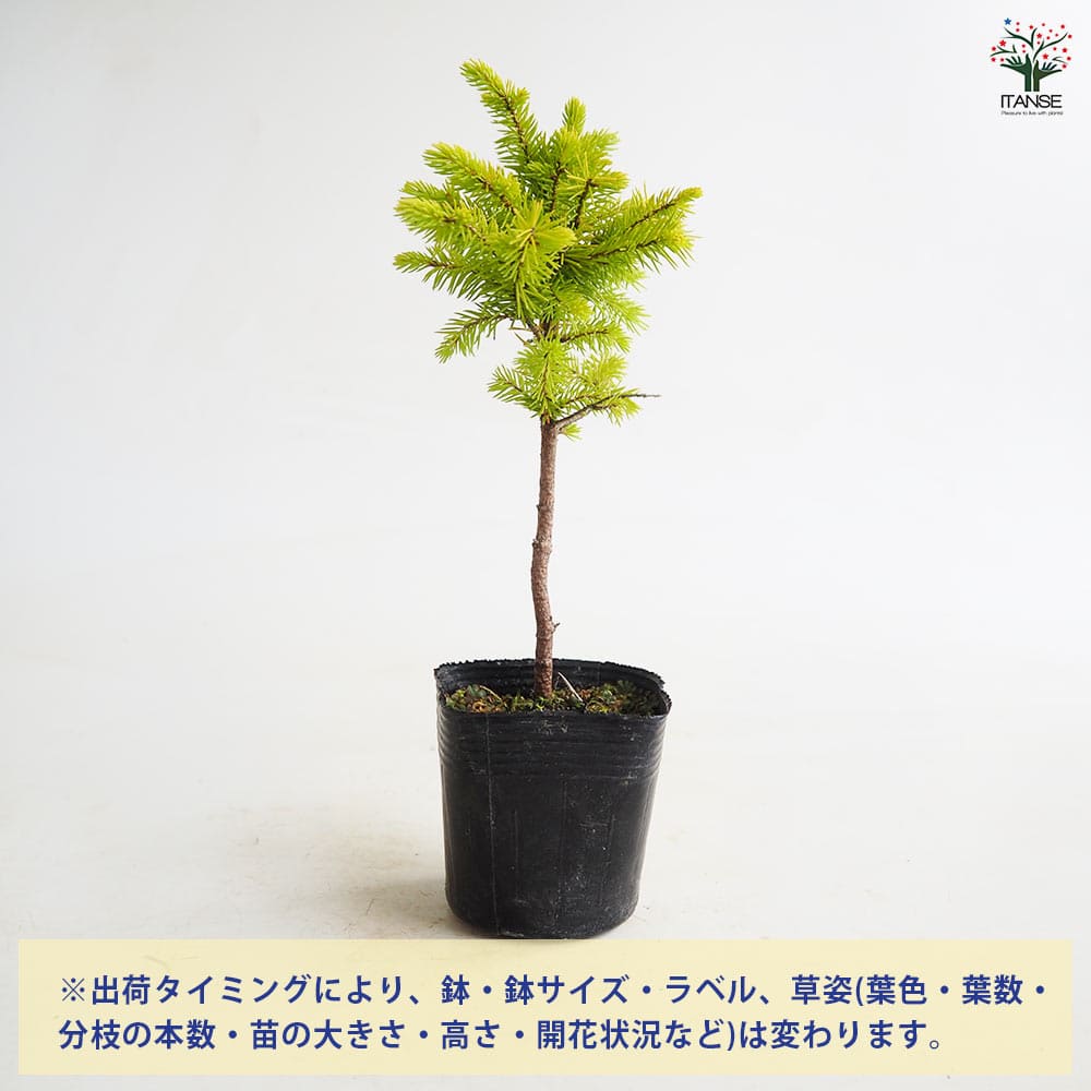 エゾ松 赤エゾ松 【庭木 2.5号】｜ 【植物のITANSE】全品送料