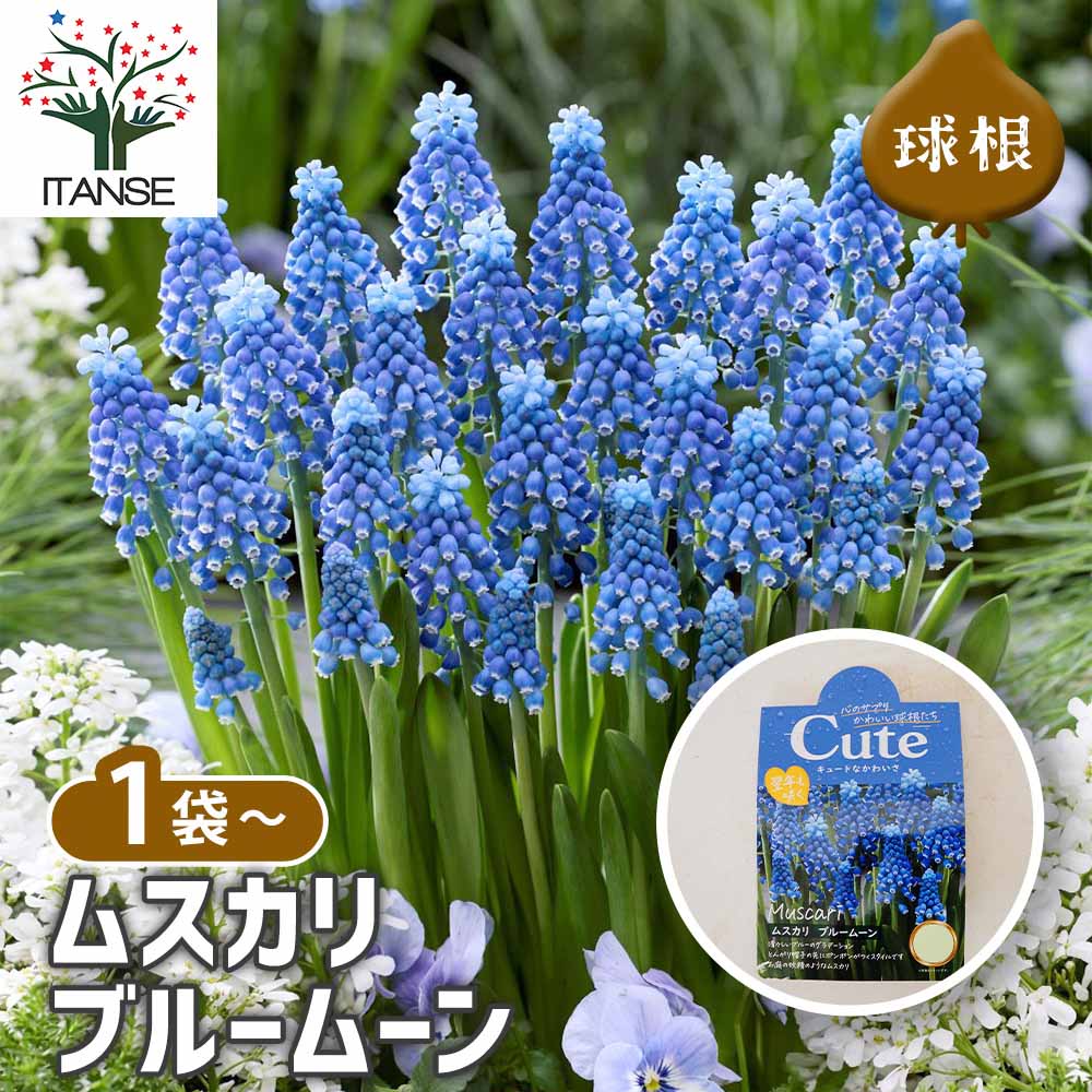 球根 ムスカリ ブルームーン[Cute シリーズ] 【 花球根 5球